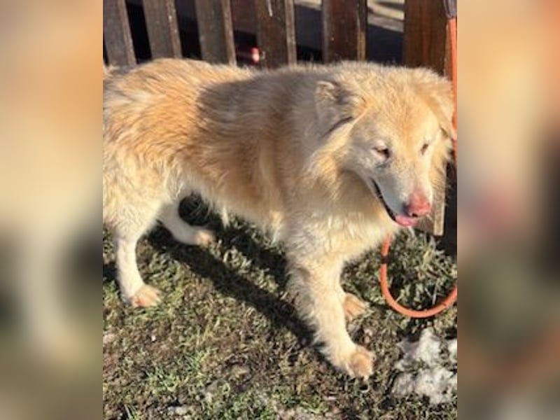 Freundlicher Retrievermischlingsrüde Koko sucht ein Zuhause