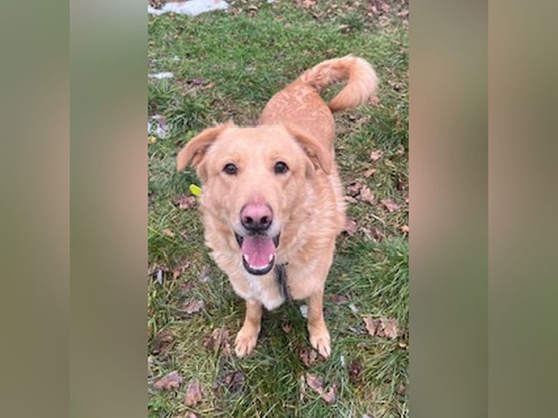 Golden Retrievermischling Ozzy sucht ein liebes Zuhause