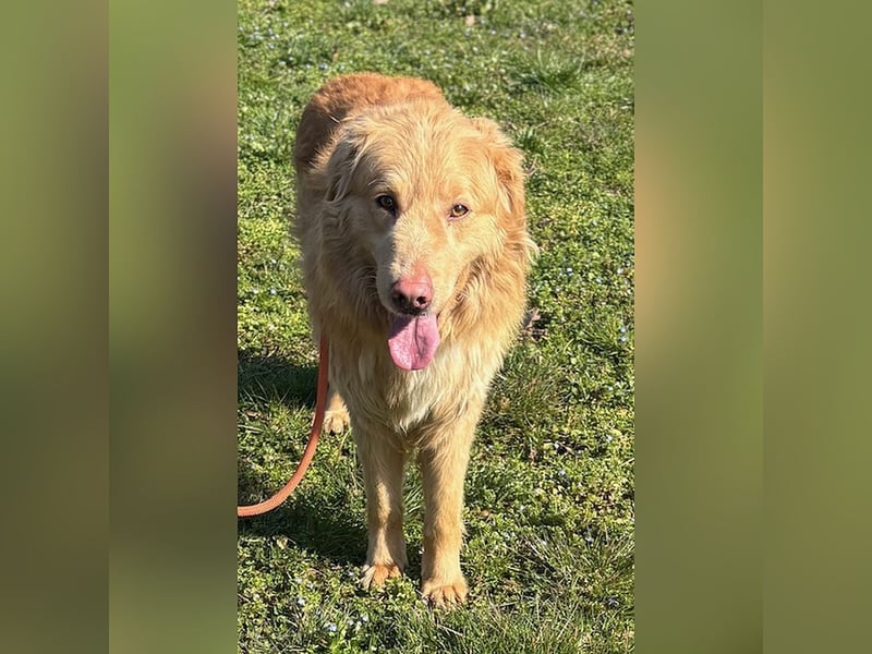 Feiner, sensibler und anfangs schüchterner Golden Retrievermischling Rudolph sucht ein Zuhause
