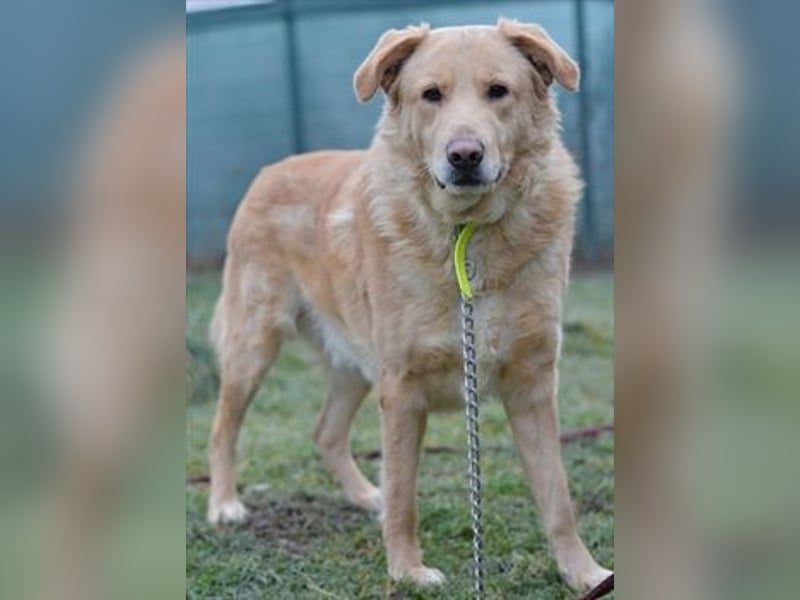 Golden Retrievermischling Ozzy sucht ein liebes Zuhause