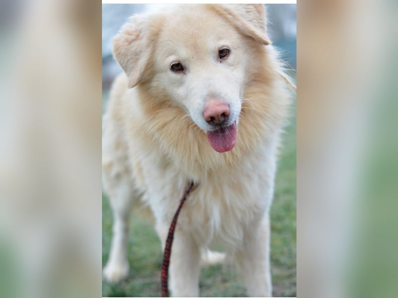 Freundlicher Retrievermischlingsrüde Koko sucht ein Zuhause