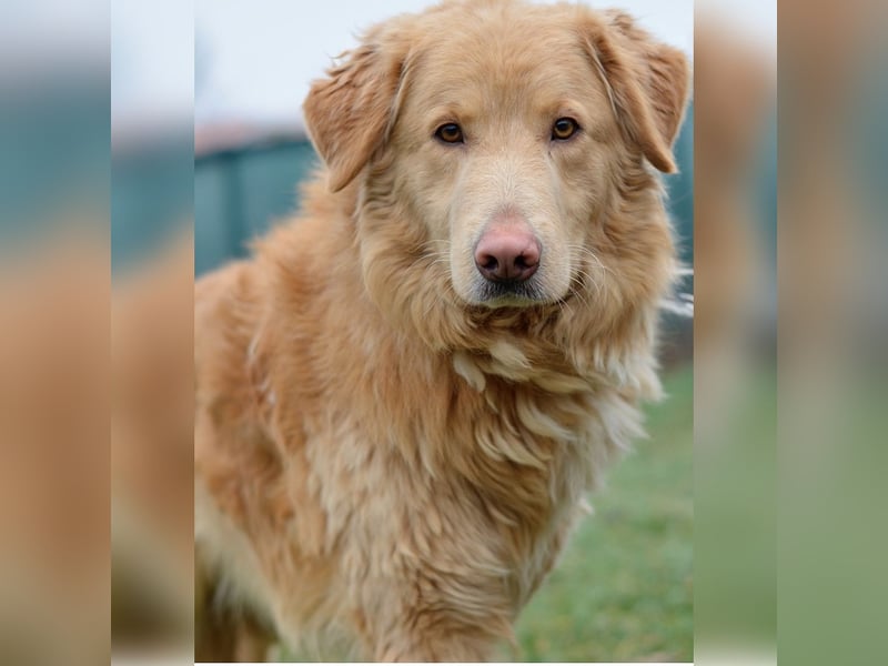Feiner, sensibler und anfangs schüchterner Golden Retrievermischling Rudolph sucht ein Zuhause