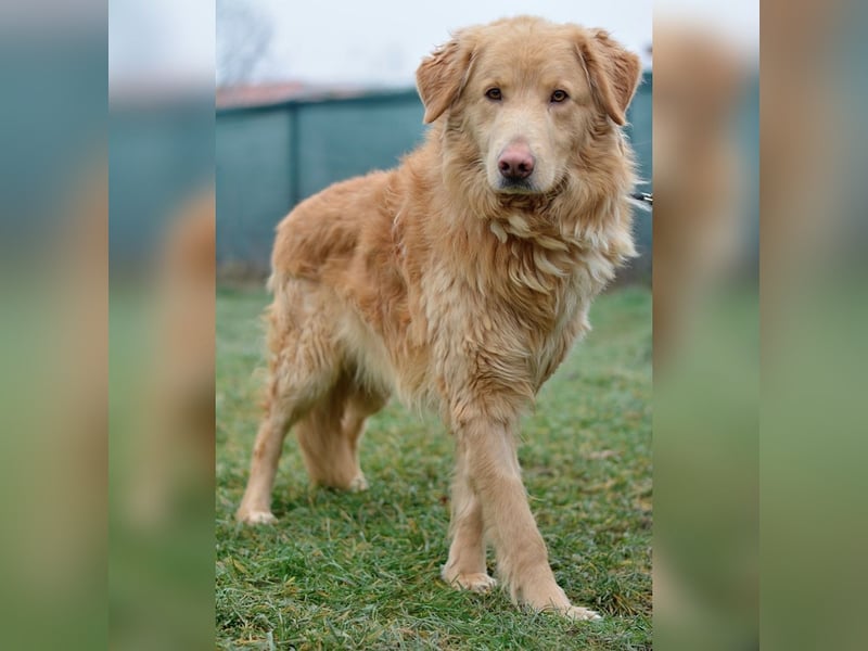 Feiner, sensibler und anfangs schüchterner Golden Retrievermischling Rudolph sucht ein Zuhause