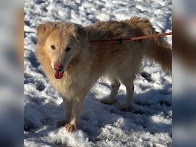 Freundlicher Retrievermischlingsrüde Koko sucht ein Zuhause