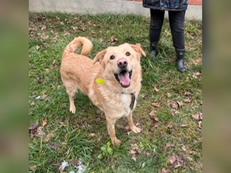Golden Retrievermischling Ozzy sucht ein liebes Zuhause