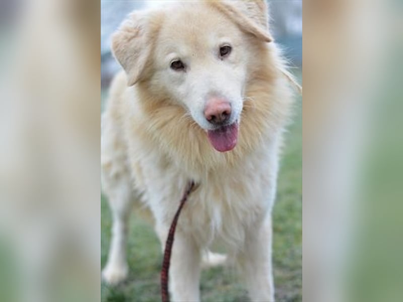 Freundlicher Retrievermischlingsrüde Koko sucht ein Zuhause