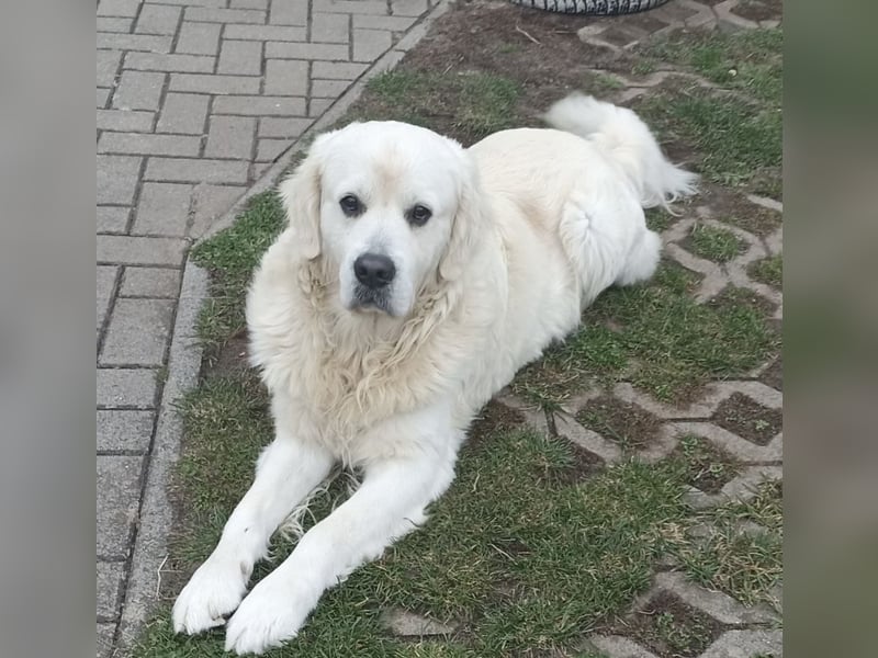 Golden Retriever Deckrüde