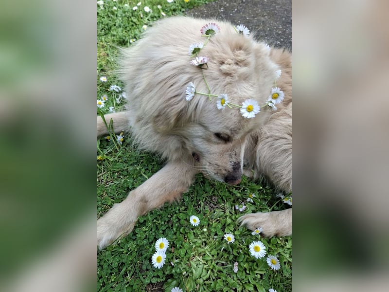 BELLO❤️sanfter, treuer Retriever-Mix sucht Geborgenheit