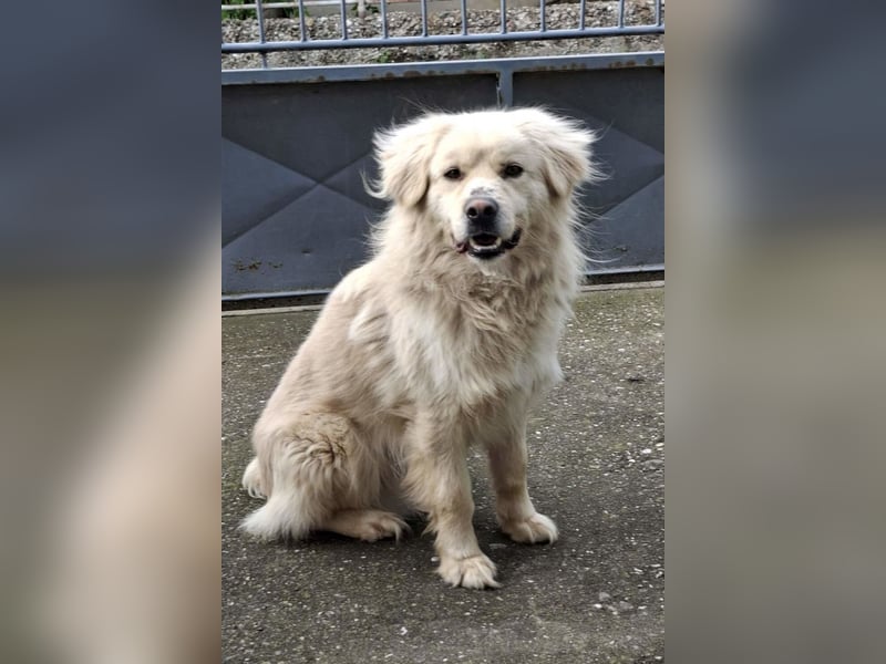 BELLO❤️sanfter, treuer Retriever-Mix sucht Geborgenheit