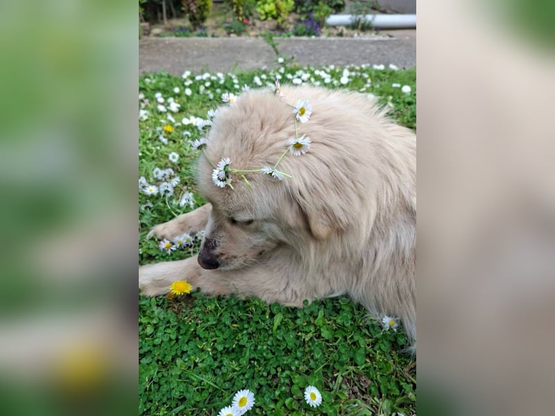 BELLO❤️sanfter, treuer Retriever-Mix sucht Geborgenheit