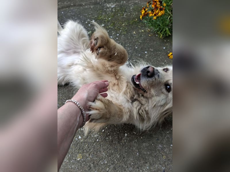 BELLO❤️sanfter, treuer Retriever-Mix sucht Geborgenheit