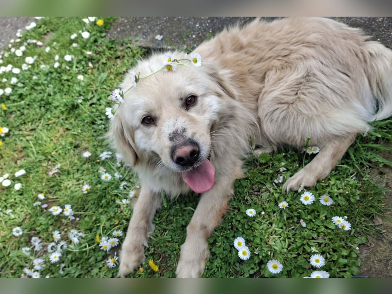 BELLO❤️sanfter, treuer Retriever-Mix sucht Geborgenheit