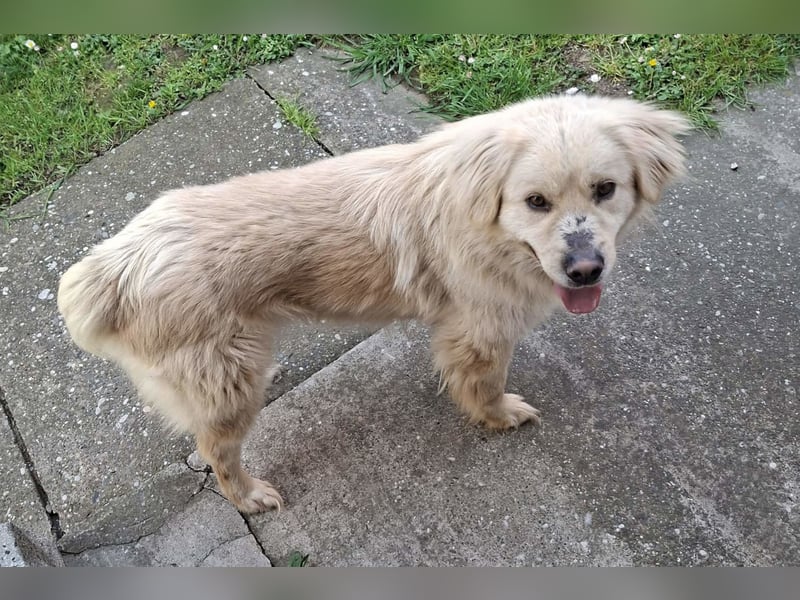 BELLO❤️sanfter, treuer Retriever-Mix sucht Geborgenheit