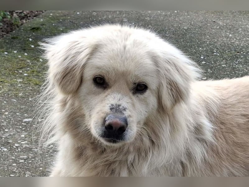 BELLO❤️sanfter, treuer Retriever-Mix sucht Geborgenheit