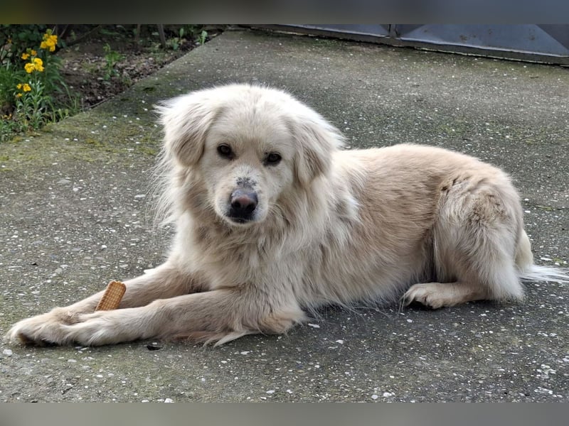 BELLO❤️sanfter, treuer Retriever-Mix sucht Geborgenheit