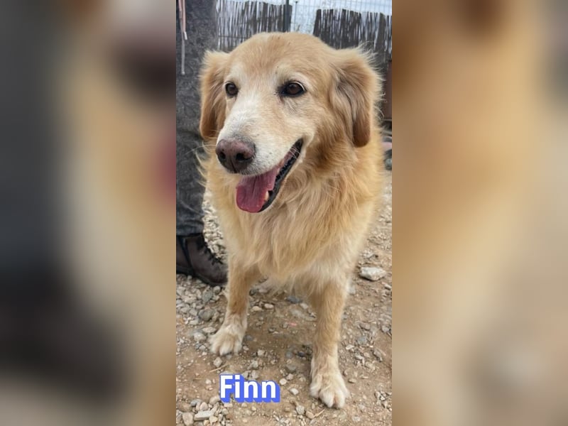 Finn, 08/19 - süßer Senior sucht Familie