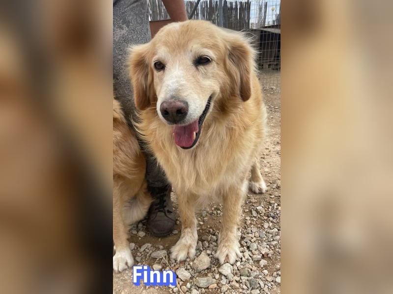 Finn, 08/19 - süßer Senior sucht Familie