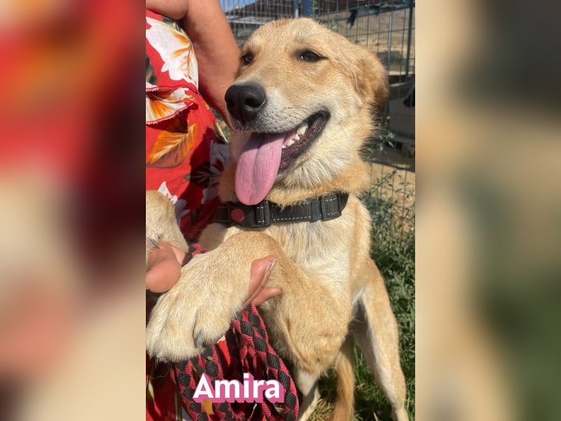 Amira, 01/25 - treue Hündin sucht Familie