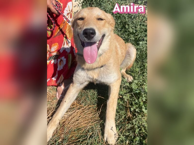 Amira, 01/25 - treue Hündin sucht Familie