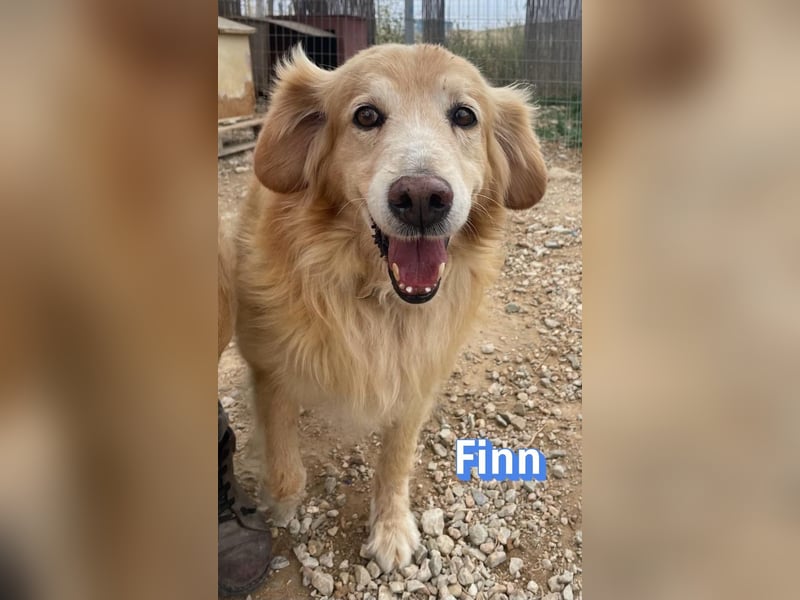Finn, 08/19 - süßer Senior sucht Familie