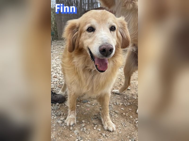 Finn, 08/19 - süßer Senior sucht Familie