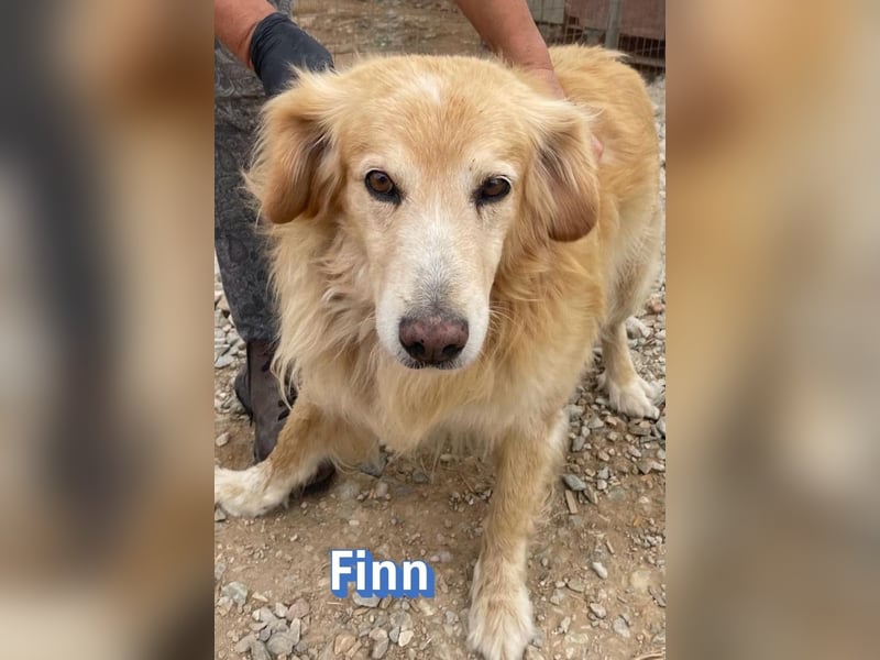 Finn, 08/19 - süßer Senior sucht Familie