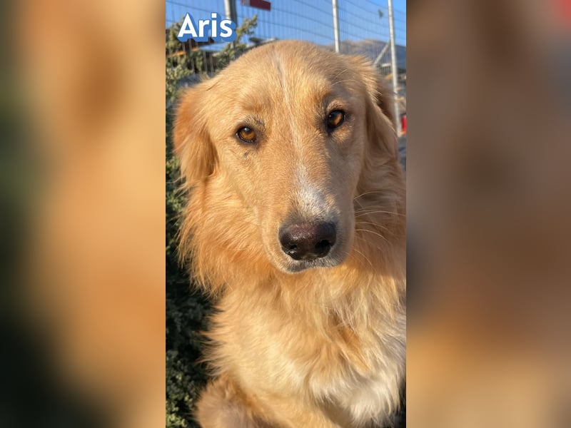 Aris, 06/24 - wunderschöner Junghund sucht Familie
