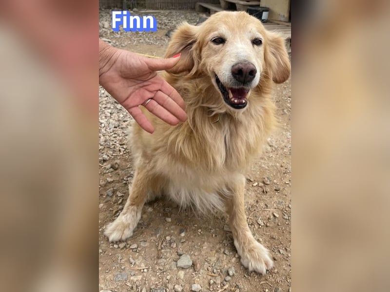 Finn, 08/19 - süßer Senior sucht Familie