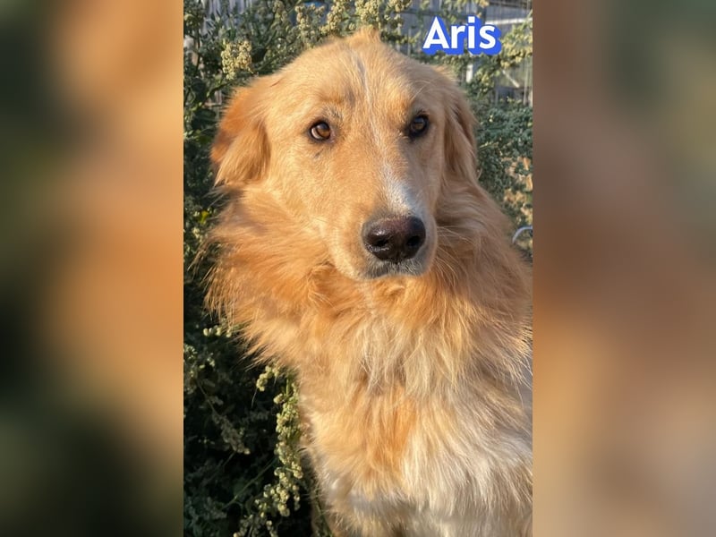 Aris, 06/24 - wunderschöner Junghund sucht Familie