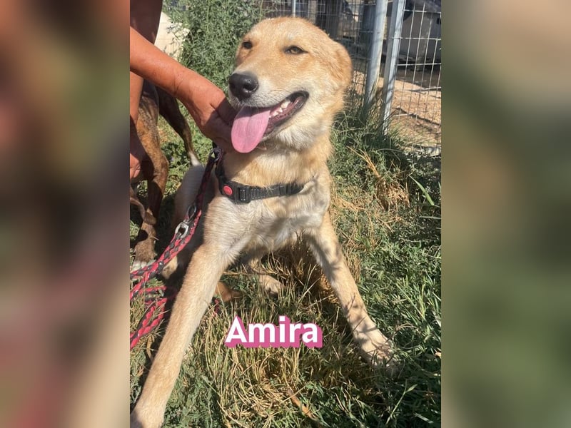 Amira, 01/25 - treue Hündin sucht Familie