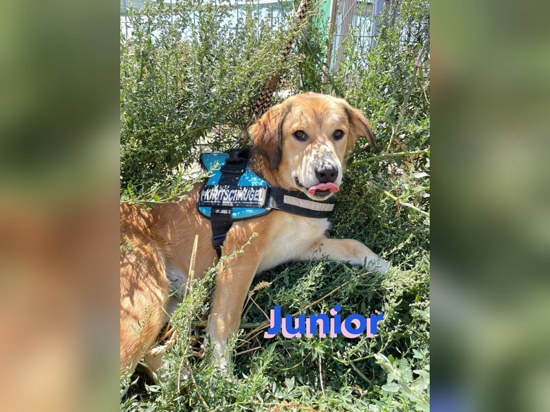 Junior - schüchtern und verschmust