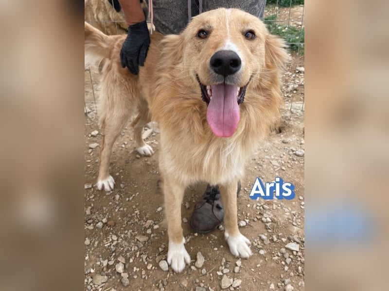 Aris, 06/24 - wunderschöner Junghund sucht Familie