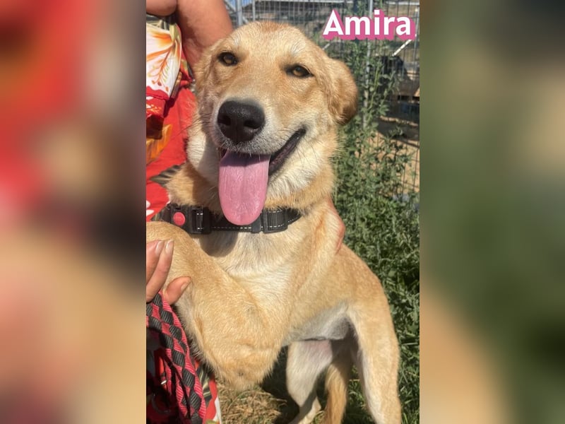 Amira, 01/25 - treue Hündin sucht Familie