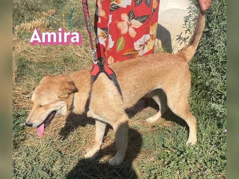 Amira, 01/25 - treue Hündin sucht Familie