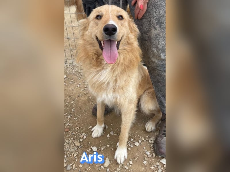 Aris, 06/24 - wunderschöner Junghund sucht Familie