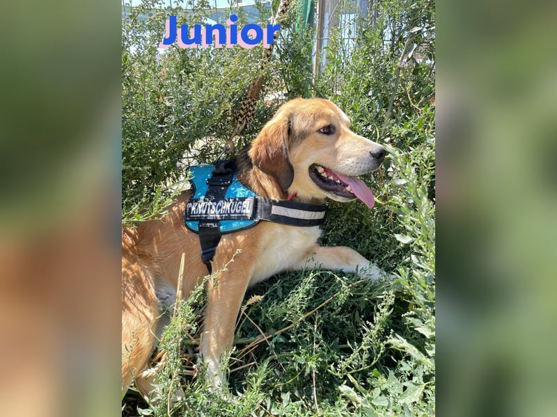 Junior - schüchtern und verschmust