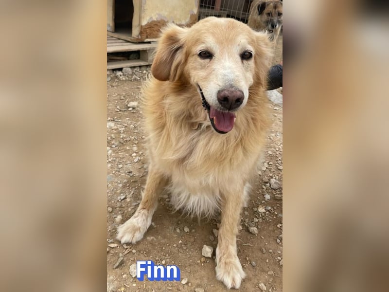 Finn, 08/19 - süßer Senior sucht Familie