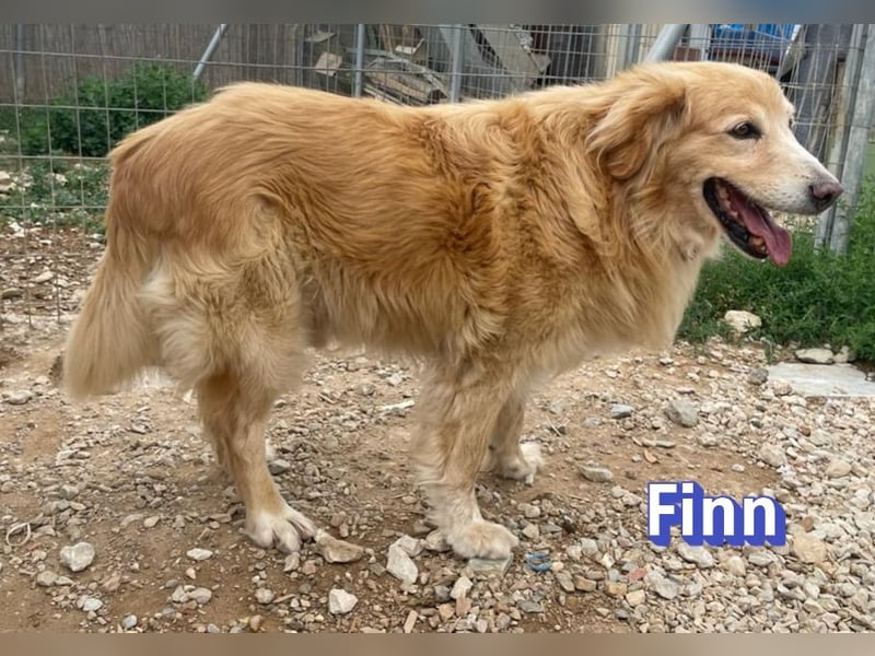 Finn, 08/19 - süßer Senior sucht Familie