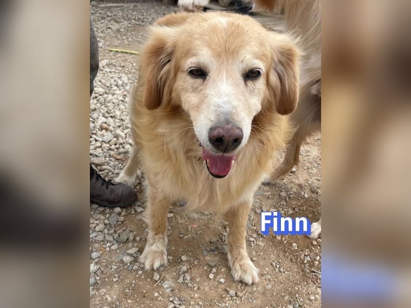 Finn, 08/19 - süßer Senior sucht Familie