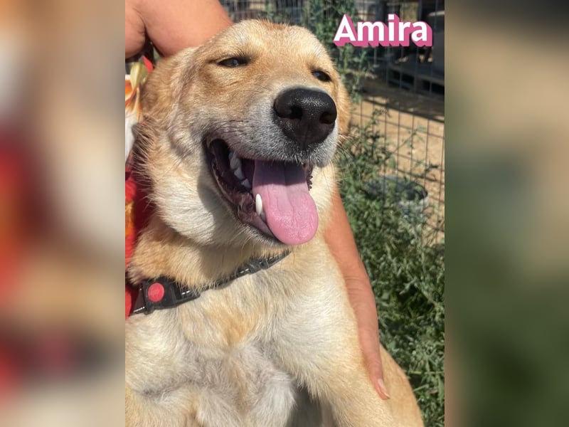 Amira, 01/25 - treue Hündin sucht Familie