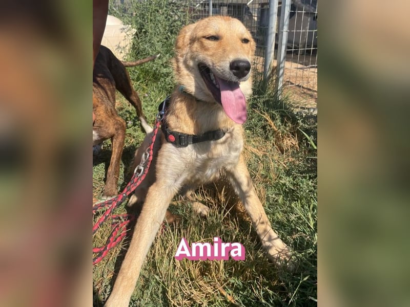 Amira, 01/25 - treue Hündin sucht Familie