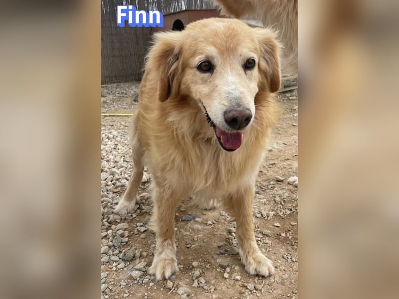 Finn, 08/19 - süßer Senior sucht Familie