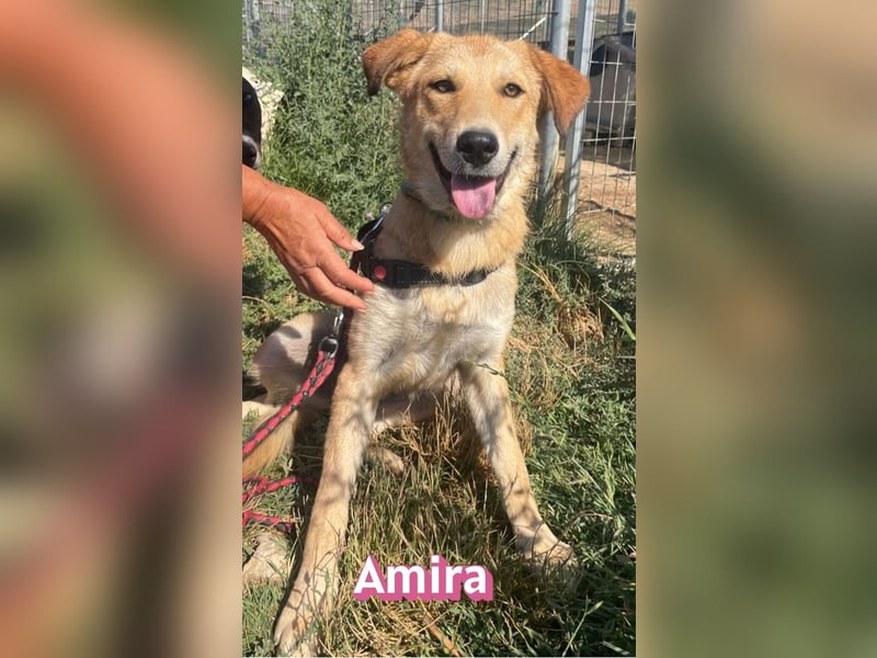 Amira, 01/25 - treue Hündin sucht Familie