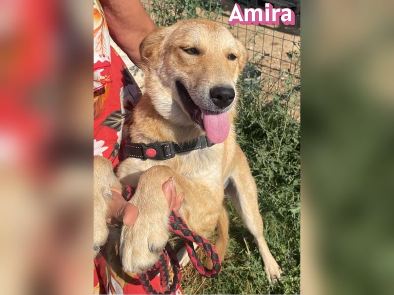 Amira, 01/25 - treue Hündin sucht Familie