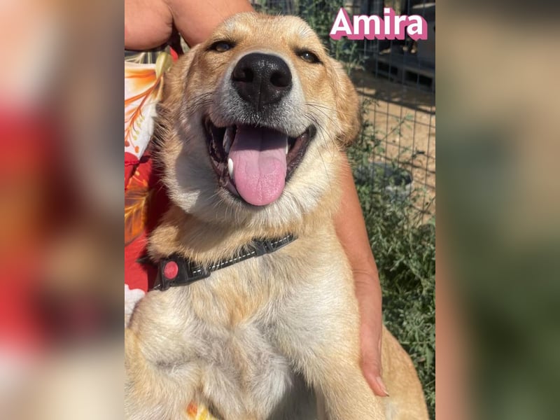 Amira, 01/25 - treue Hündin sucht Familie