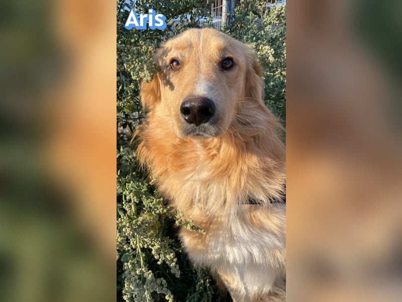 Aris, 06/24 - wunderschöner Junghund sucht Familie