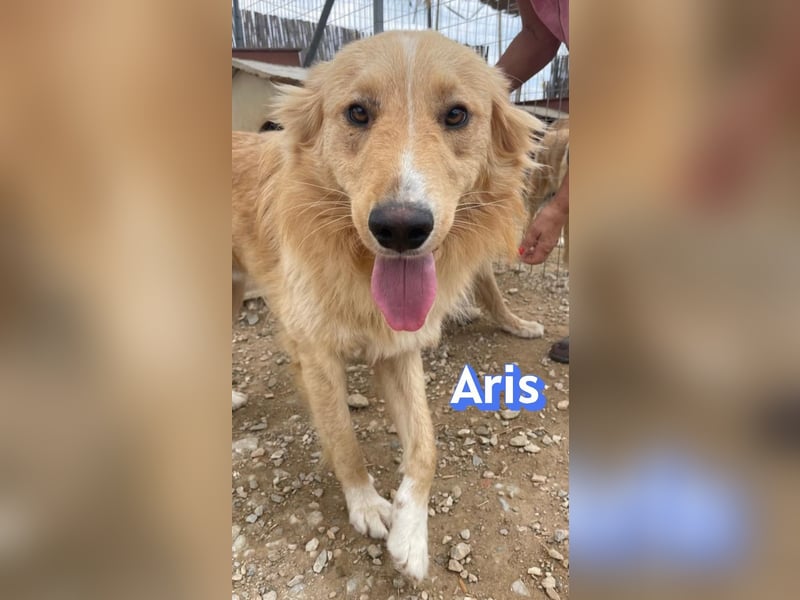 Aris, 06/24 - wunderschöner Junghund sucht Familie