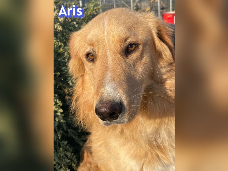 Aris, 06/24 - wunderschöner Junghund sucht Familie