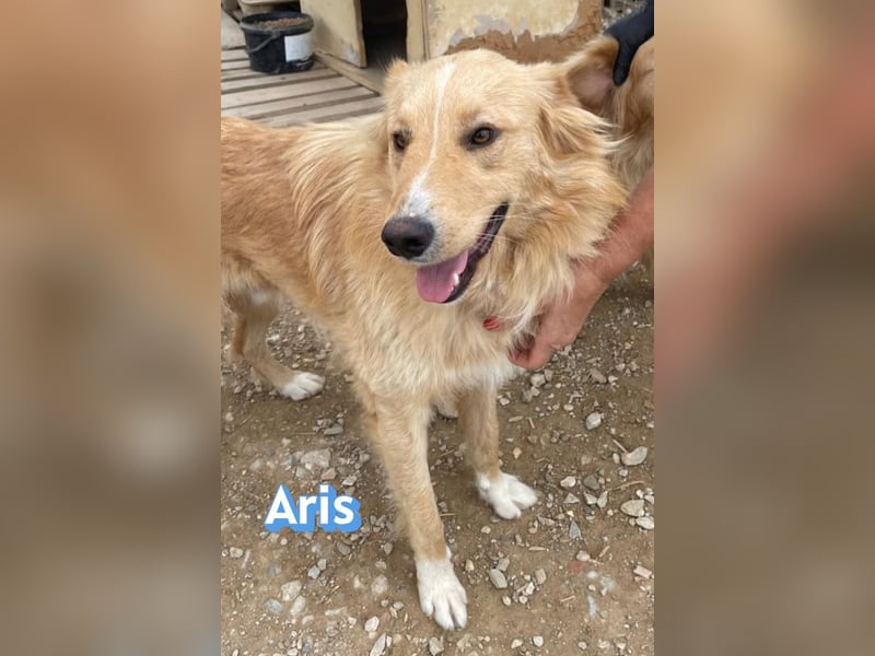 Aris, 06/24 - wunderschöner Junghund sucht Familie