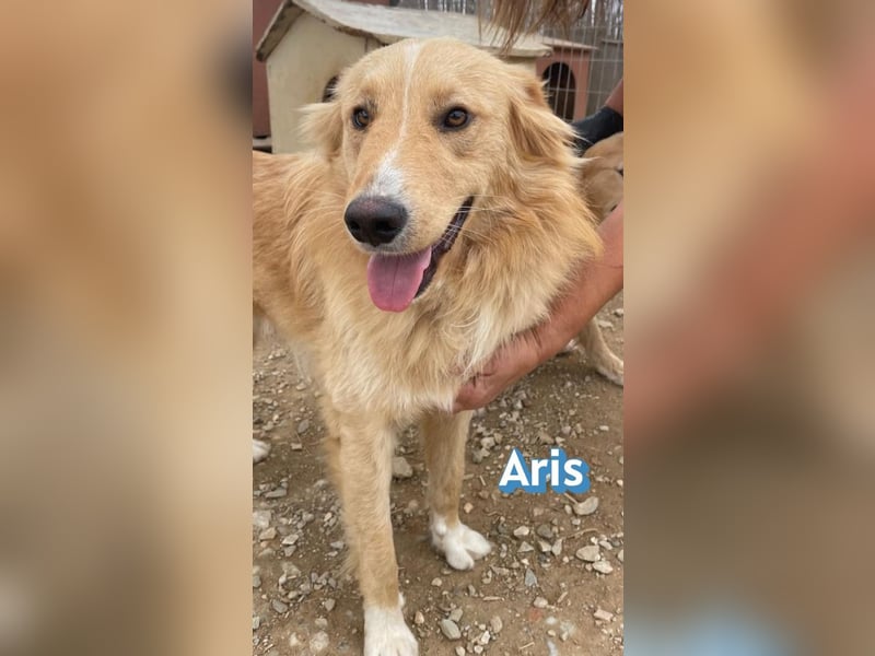 Aris, 06/24 - wunderschöner Junghund sucht Familie